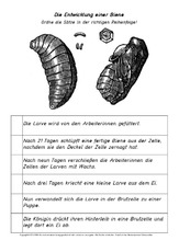 AB-Entwicklung-der-Biene.pdf